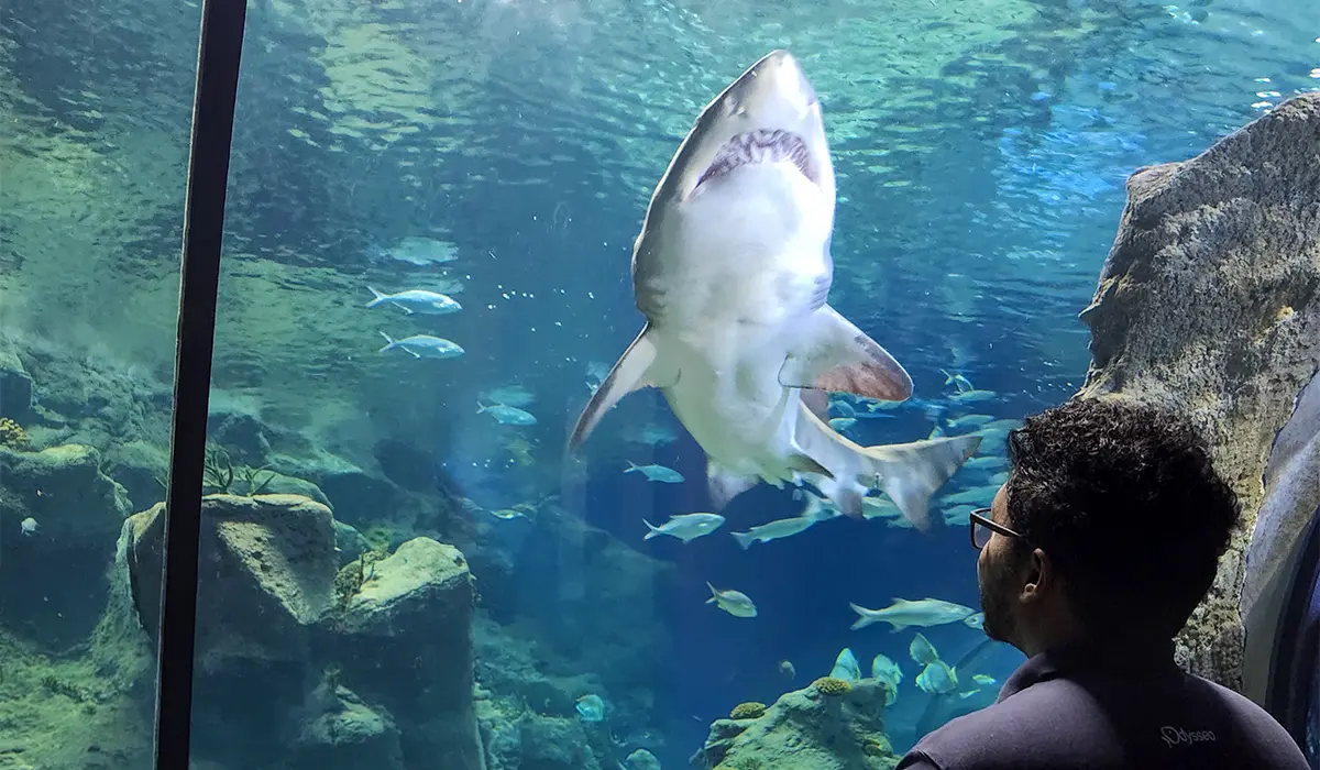 Odysseo démêle le vrai du faux sur les requins pour la Shark Awareness Week